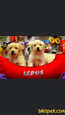 Safkan Golden Retriever Yavrular 3