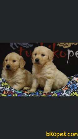 Safkan Golden Retriever Yavrular 2