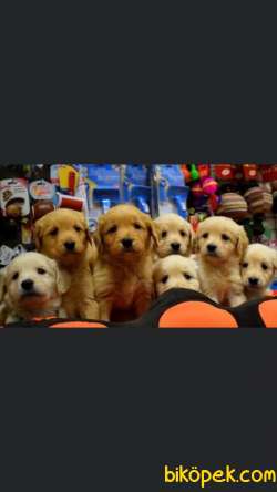 Safkan Golden Retriever Yavrular 1