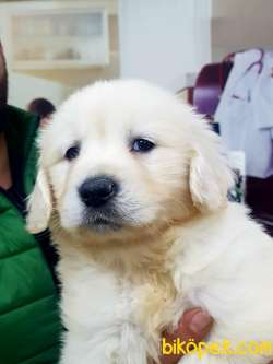 Safkan GOLDEN RETRIEVER YAVRULARI 4