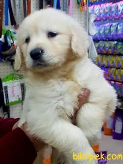 Safkan GOLDEN RETRIEVER YAVRULARI 2
