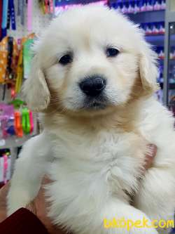 Safkan GOLDEN RETRIEVER YAVRULARI 1