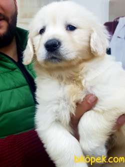 Safkan GOLDEN RETRIEVER YAVRULARI 3
