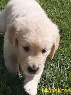 BABY FACE SAFKAN GOLDEN RETRIEVER YAVRULARI 3