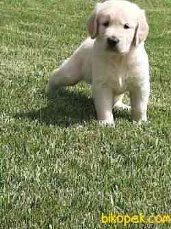 BABY FACE SAFKAN GOLDEN RETRIEVER YAVRULARI 2