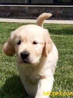 BABY FACE SAFKAN GOLDEN RETRIEVER YAVRULARI 4
