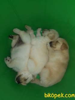 Safkan Golden Retriever Yavruları 2