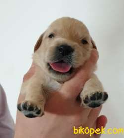 Safkan Golden Retriever Yavruları 3