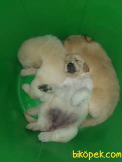 Safkan Golden Retriever Yavruları 1