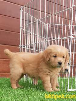 SAFKAN GOLDEN RETRIEVER YAVRULARI 2