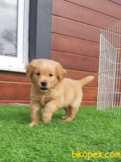 SAFKAN GOLDEN RETRIEVER YAVRULARI 3