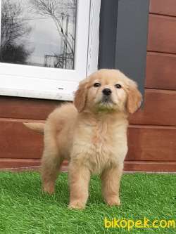 SAFKAN GOLDEN RETRIEVER YAVRULARI 4