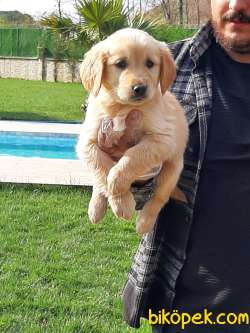 SAFKAN GOLDEN RETRIEVER YAVRULARI 2