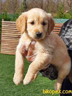 SAFKAN GOLDEN RETRIEVER YAVRULARI 4