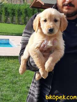 SAFKAN GOLDEN RETRIEVER YAVRULARI 3