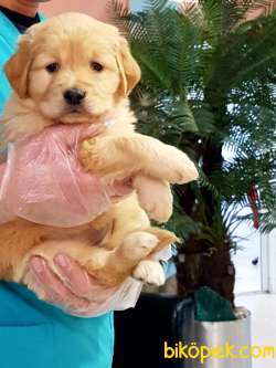 SAFKAN GOLDEN RETRIEVER YAVRULARI 5
