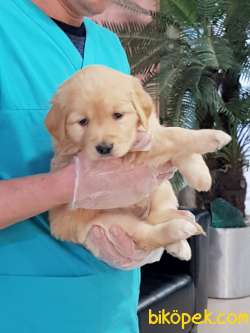SAFKAN GOLDEN RETRIEVER YAVRULARI 3
