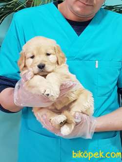 SAFKAN GOLDEN RETRIEVER YAVRULARI 4