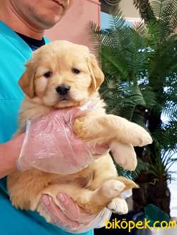 SAFKAN GOLDEN RETRIEVER YAVRULARI 1
