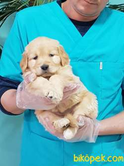 SAFKAN GOLDEN RETRIEVER YAVRULARI AŞILARI TAM 2