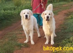 Safkan GOLDEN RETRIEVER YAVRULARI Burda 2