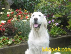 Safkan GOLDEN RETRIEVER YAVRULARI Burda 1