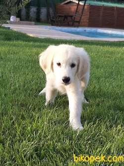 Safkan GOLDEN RETRIEVER YAVRULARI Kalıte Burda 4
