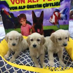 SAFKAN GOLDEN RETRİEVER YAVRULARI VONALP GARANTİSİYLE 1
