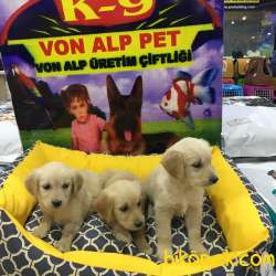 SAFKAN GOLDEN RETRİEVER YAVRULARI VONALP GARANTİSİYLE 5