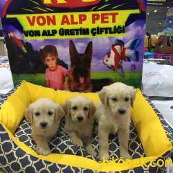 SAFKAN GOLDEN RETRİEVER YAVRULARI VONALP GARANTİSİYLE 2