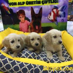 SAFKAN GOLDEN RETRİEVER YAVRULARI VONALP GARANTİSİYLE 4
