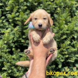 Safkan Golden Retriever Yavrumuz 3