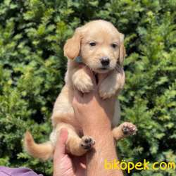 Safkan Golden Retriever Yavrumuz 4