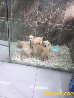 Safkan Golden Yavrularımız Gelmiştir 5