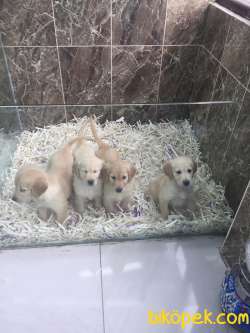 Safkan Golden Yavrularımız Gelmiştir 2