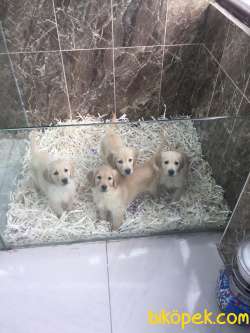 Safkan Golden Yavrularımız Gelmiştir 1
