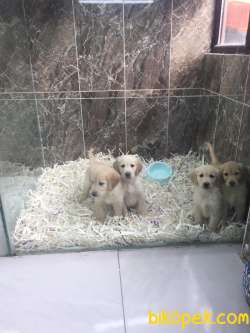 Safkan Golden Yavrularımız Gelmiştir 4