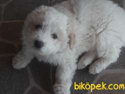 Safkan Havanes 2