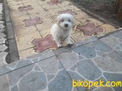 Safkan Havanes 3