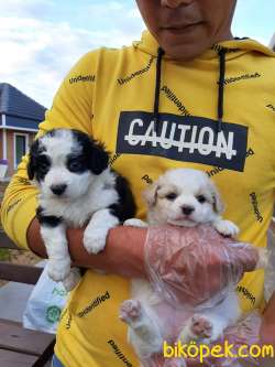 SAFKAN Havanese Yavruları 5