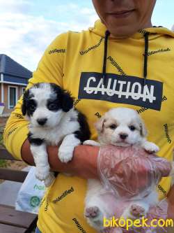 SAFKAN Havanese Yavruları 1