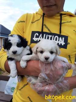SAFKAN Havanese Yavruları 3