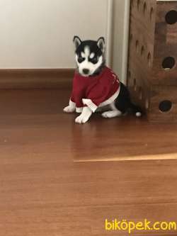 Safkan Husky 2 Aylık Dişi Yavru 2