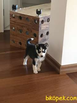 Safkan Husky 2 Aylık Dişi Yavru 3