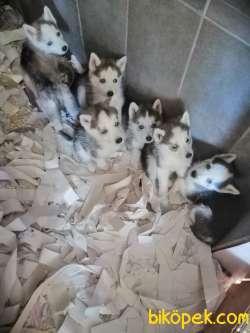 SAFKAN HUSKY YAVRULAR 1