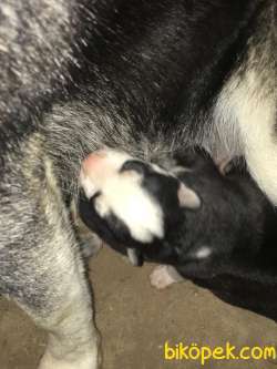 Safkan Husky Yavrularım 3