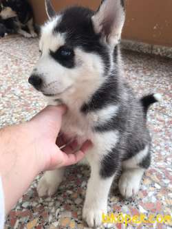 A Kalite Safkan Husky Yavrular, Anne Baba Resimli 1