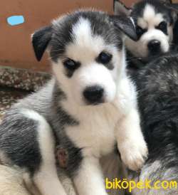 A Kalite Safkan Husky Yavrular, Anne Baba Resimli 5