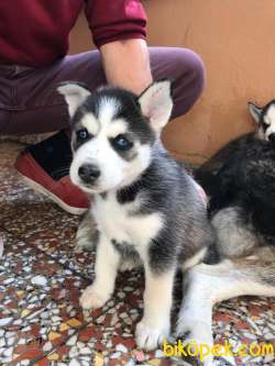 A Kalite Safkan Husky Yavrular, Anne Baba Resimli 4