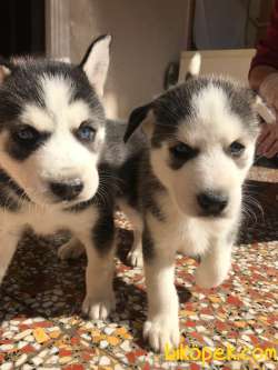 A Kalite Safkan Husky Yavrular, Anne Baba Resimli 2